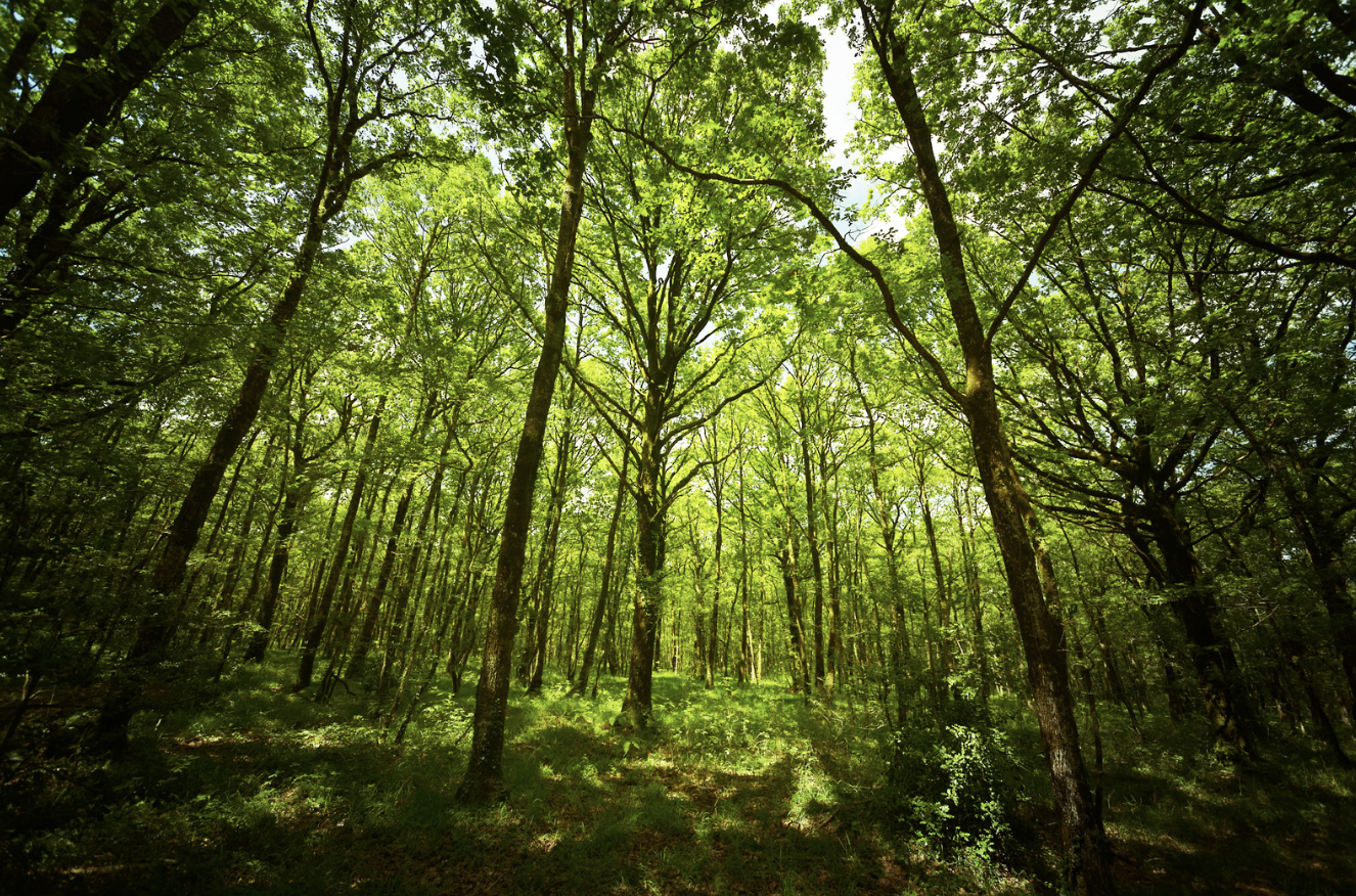 Brocéliande