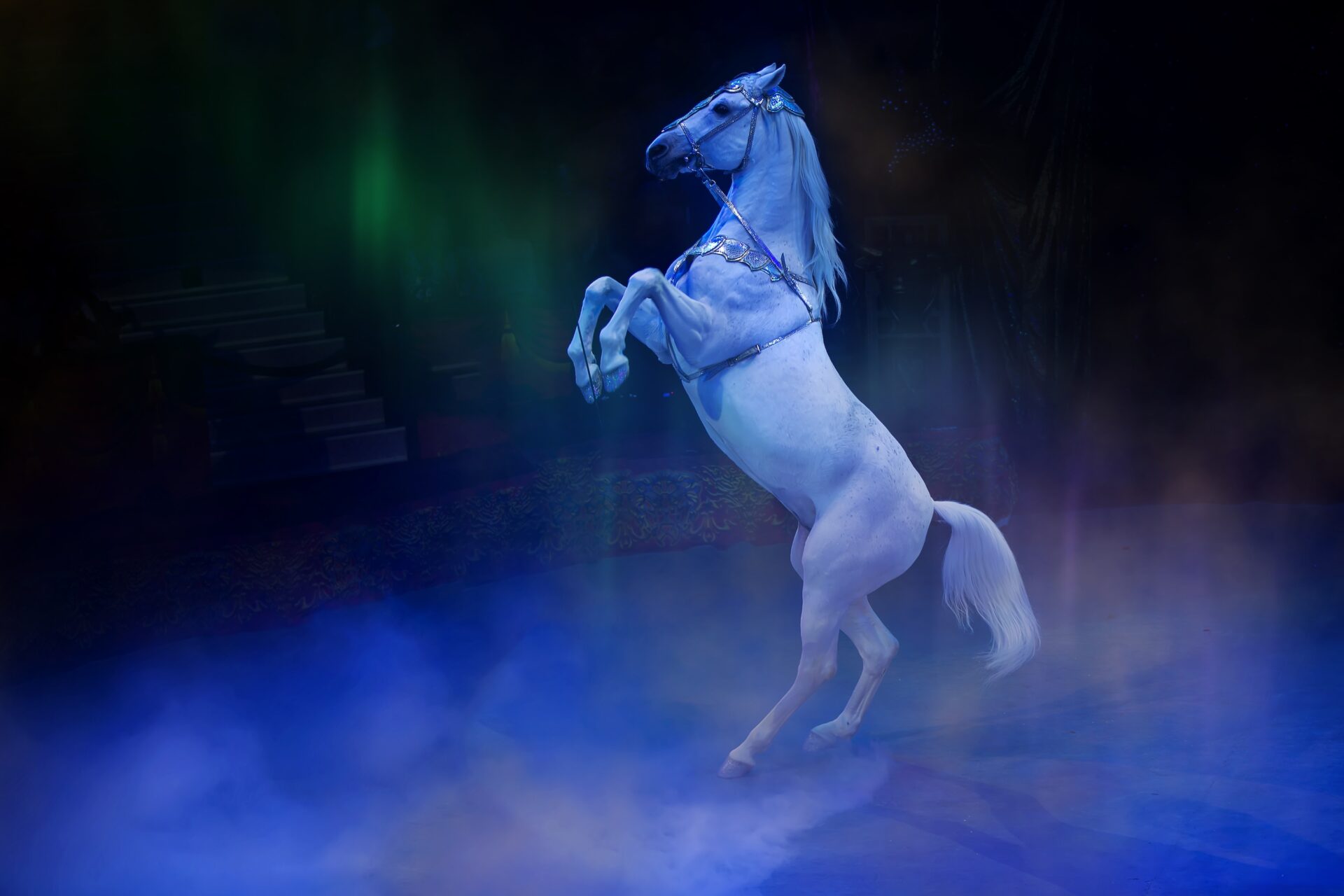 LE HARAS DU PIN (61)